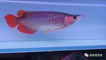 中國最貴紅龍魚7000萬在什么地方買的：中國最大的龍魚市場
