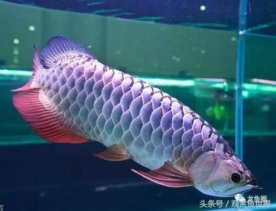龍魚反復蒙眼怎么辦：龍魚蒙眼怎么辦