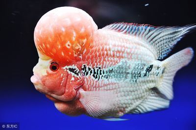 龍魚用什么麻藥好使一點(diǎn)：如何選擇龍魚麻醉藥物
