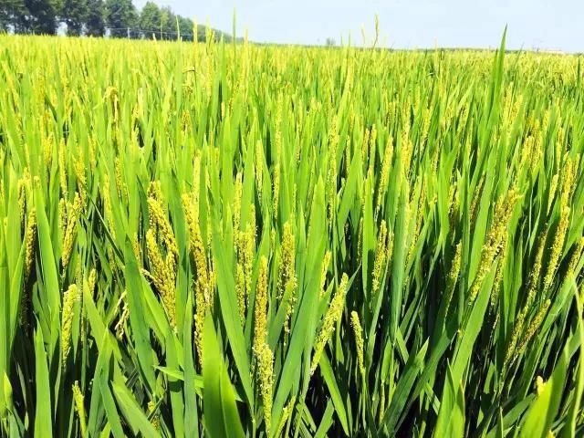 金龍魚稻香貢米和乳玉皇妃哪個好（金龍魚稻香貢米和乳玉皇妃都是金龍魚品牌的高端產品）