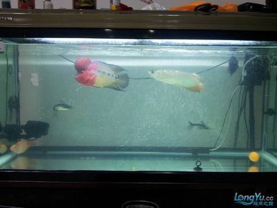 龍魚和羅漢魚混養(yǎng)：如何判斷龍魚和羅漢魚是否和諧共處