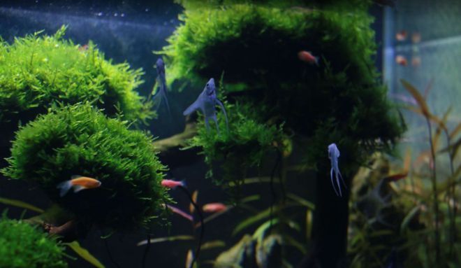 紅龍魚的壽命是多少天（紅龍魚的壽命是多少天呢）