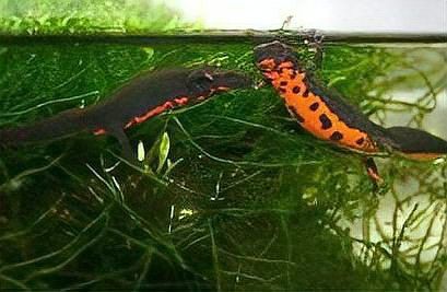 中國火龍魚有毒嗎