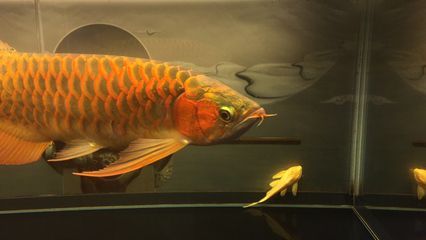 剛回去的龍魚浮背怎么辦：剛回去的龍魚浮背怎么辦剛回去的龍魚浮背怎么辦