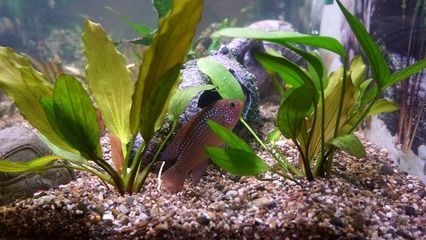龍魚產卵怎么辦（如何正確處理龍魚的產卵）