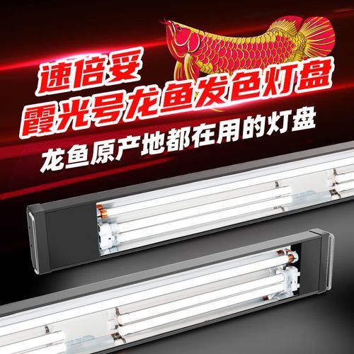 超血紅龍魚需要多大的燈管？
