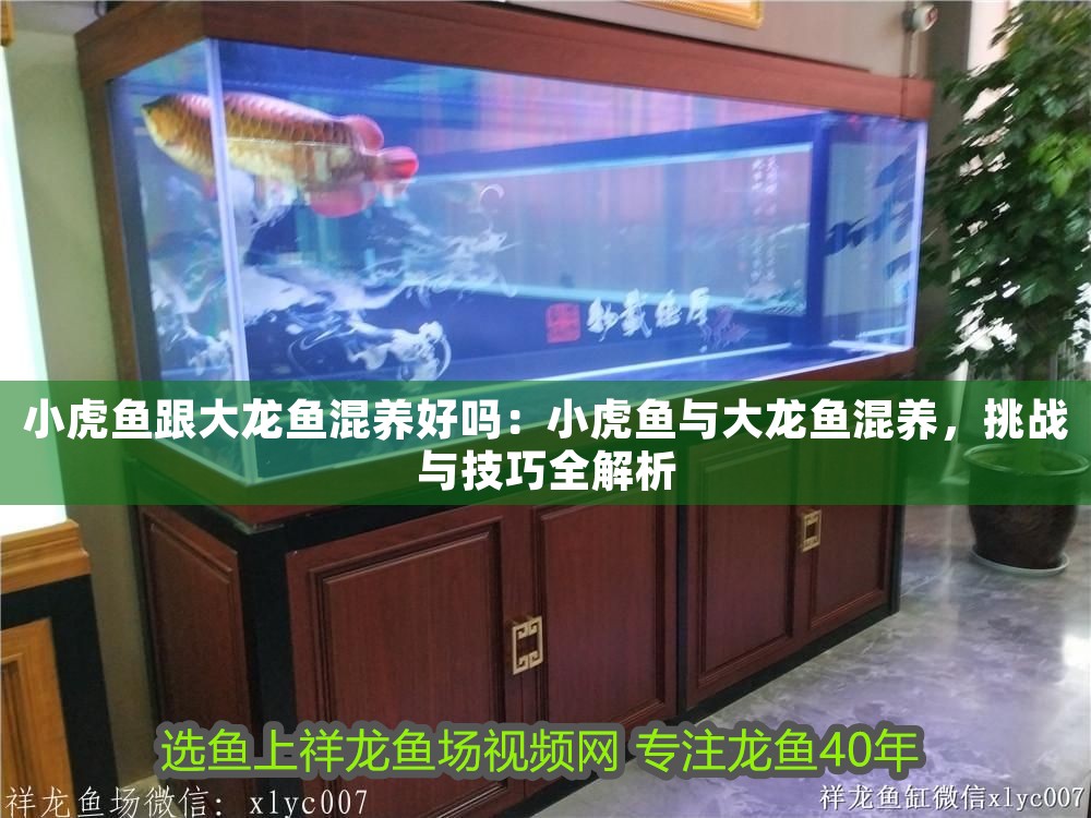 小虎魚跟大龍魚混養好嗎：小虎魚與大龍魚混養，挑戰與技巧全解析