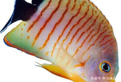 家里養金龍魚好還是銀龍魚好七星刀（金龍魚和銀龍魚哪個好養）