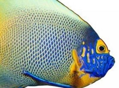 家里養金龍魚好還是銀龍魚好七星刀（金龍魚和銀龍魚哪個好養）