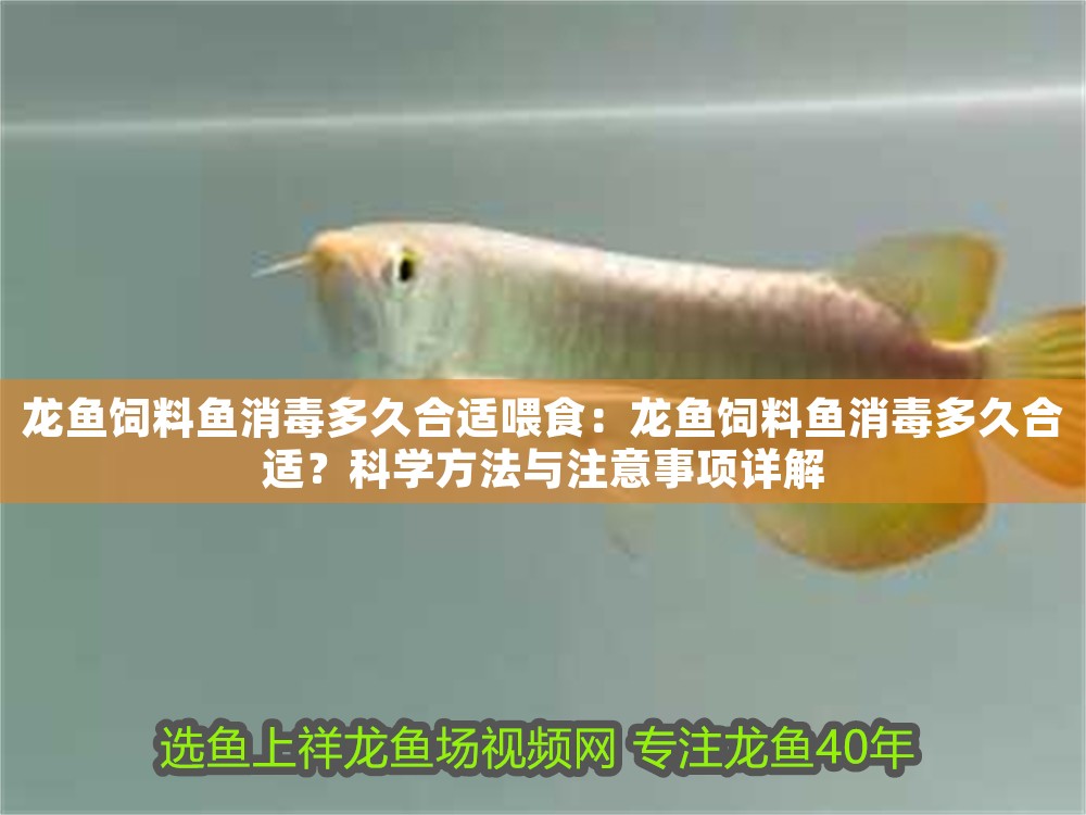 龍魚(yú)飼料魚(yú)消毒多久合適喂食：龍魚(yú)飼料魚(yú)消毒多久合適？科學(xué)方法與注意事項(xiàng)詳解