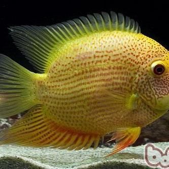 金菠蘿魚是什么魚