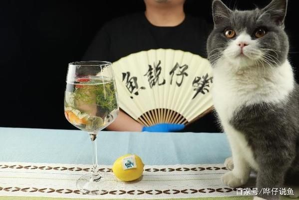 龍魚(yú)能和冷水魚(yú)混養(yǎng)嗎：龍魚(yú)和冷水魚(yú)混養(yǎng)的可能性較低