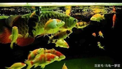 龍魚(yú)能和冷水魚(yú)混養(yǎng)嗎：龍魚(yú)和冷水魚(yú)混養(yǎng)的可能性較低