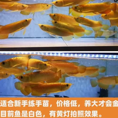 小過背金龍魚多少錢一條