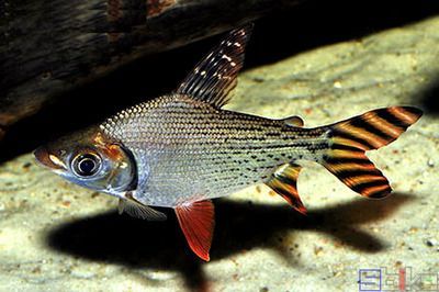 飛鳳魚一直跟在龍魚身邊：飛鳳魚與龍魚可以混養嗎