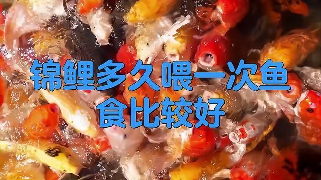 錦鯉幾天喂一次食最好