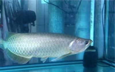 龍魚一次喂多少飼料一天喂幾次好：龍魚喂食頻率和量的建議 龍魚一次喂多少飼料一天喂幾次好：龍魚喂食頻率和量的建議 龍魚百科 第1張