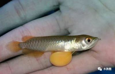 龍魚一次喂多少飼料一天喂幾次好：龍魚喂食頻率和量的建議 龍魚一次喂多少飼料一天喂幾次好：龍魚喂食頻率和量的建議 龍魚百科 第3張