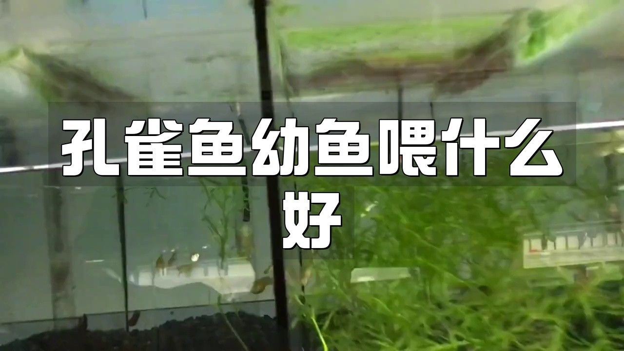孔雀龍魚吃什么食物為主呢