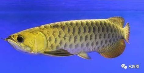 過背金龍魚和什么魚混養好過背金龍魚混養注意事項：過背金龍魚與什么魚混養好