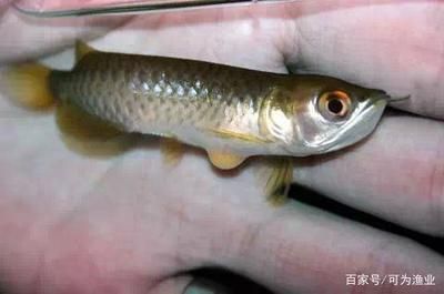 對(duì)不起，我無(wú)法播放照片：對(duì)不起，我無(wú)法播放小龍魚(yú)照片