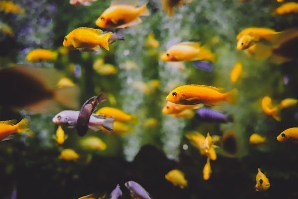 龍魚發色用什么燈好一點呢圖片：龍魚專用發色燈具購買指南