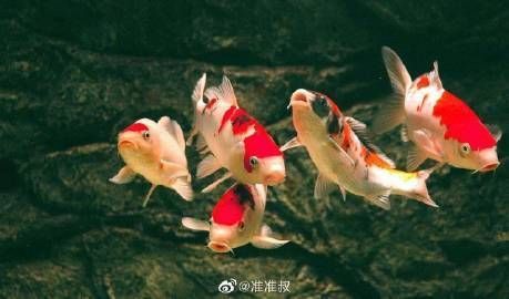 錦鯉為啥養單不養雙