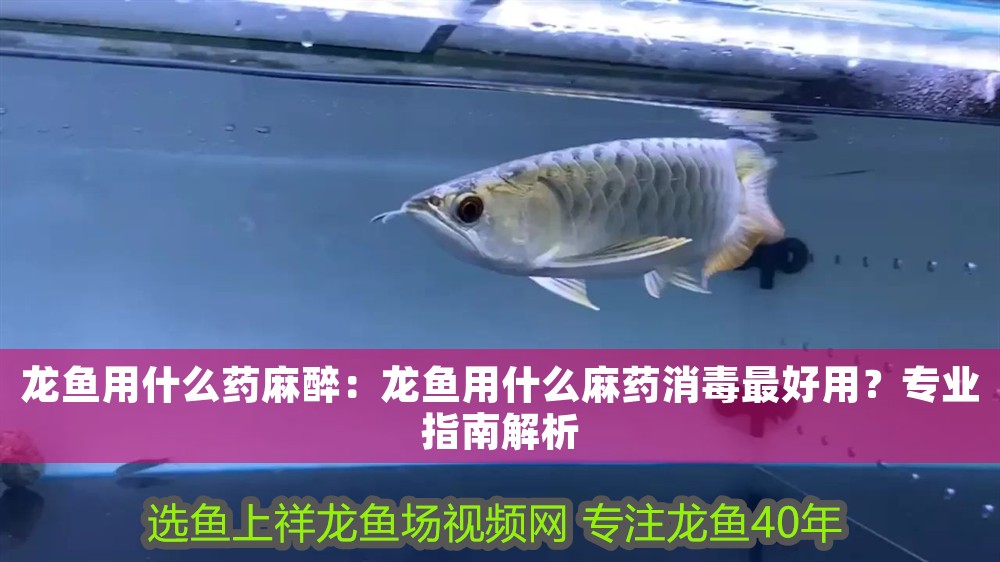 龍魚用什么藥麻醉：龍魚用什么麻藥消毒最好用？專業指南解析