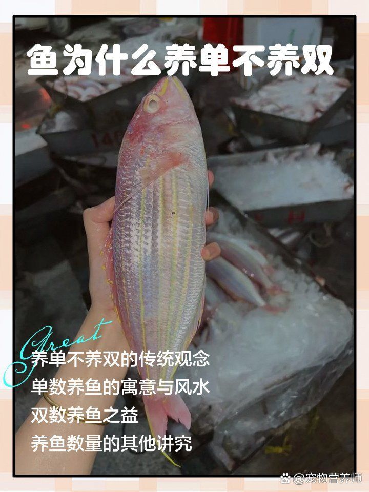 錦鯉為啥養單不養雙