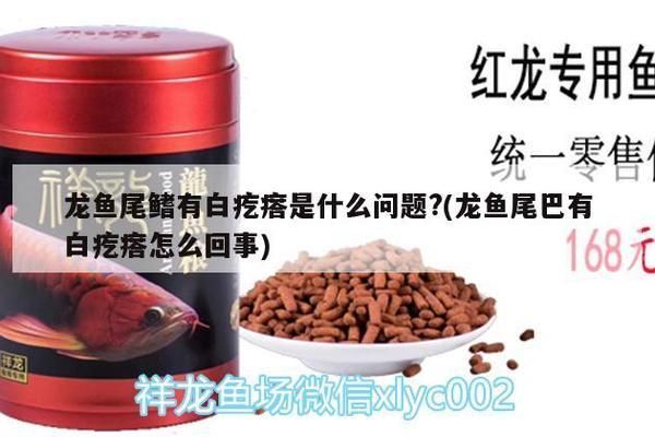龍魚尾鰭有白疙瘩是什么問題？，龍魚尾鰭出現(xiàn)白疙瘩可能由多種原因引起以下原因和處理方法