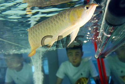 龍魚野外：龍魚在野外生活充滿了挑戰和機遇