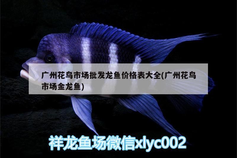 紅龍魚配什么魚好看：紅龍魚適合和什么魚一起養(yǎng)