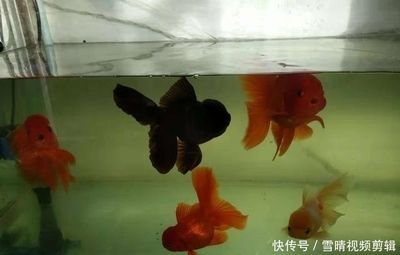 常見觀賞魚的人工繁殖實驗報告單：關于常見觀賞魚的人工繁殖實驗報告單