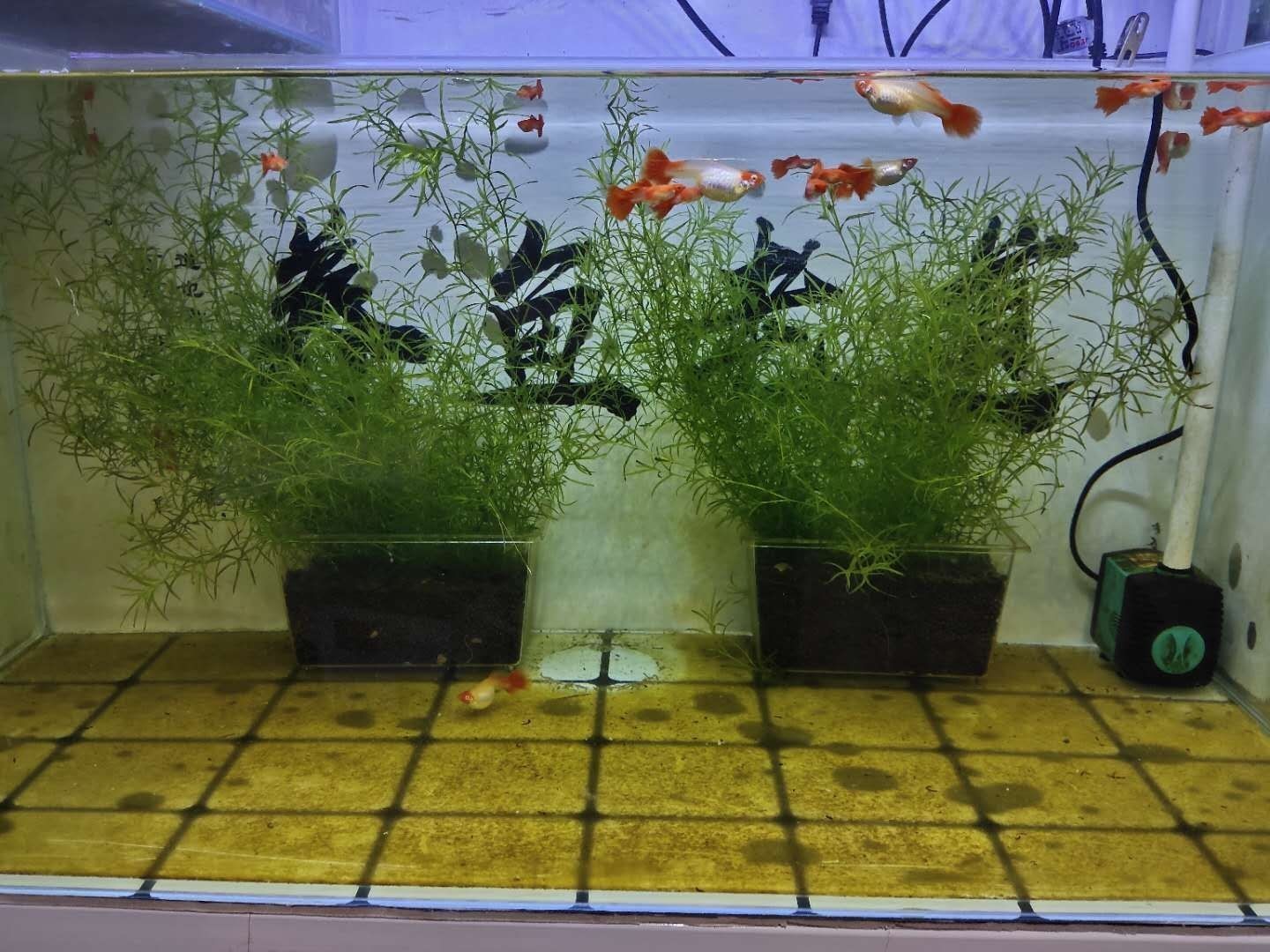 常見觀賞魚的人工繁殖實驗報告單：關于常見觀賞魚的人工繁殖實驗報告單