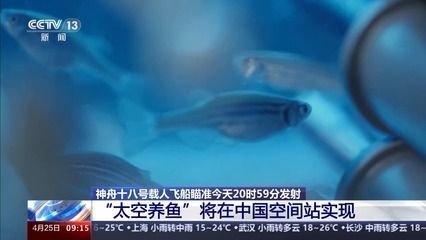 常見觀賞魚的人工繁殖實驗報告單：關于常見觀賞魚的人工繁殖實驗報告單