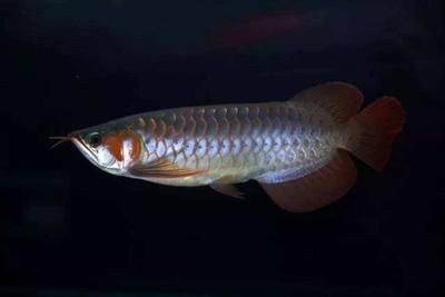 哪種龍魚好養皮實（——中國火背雷龍品種推薦給正在入坑邊緣躍躍欲試）