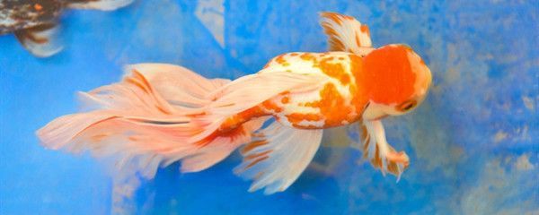 哪種龍魚好養皮實（——中國火背雷龍品種推薦給正在入坑邊緣躍躍欲試）