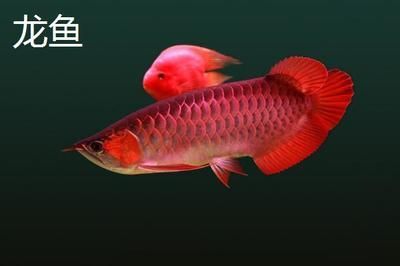 哪種龍魚好養皮實（——中國火背雷龍品種推薦給正在入坑邊緣躍躍欲試）