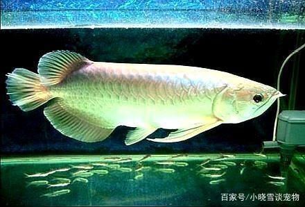 如何讓龍魚適應燈光呢圖片：如何讓龍魚適應新環境