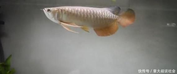 養(yǎng)殖金龍魚賺錢嗎現(xiàn)在：一條重1.5公斤的金龍魚，市場價格一般在18萬元左右
