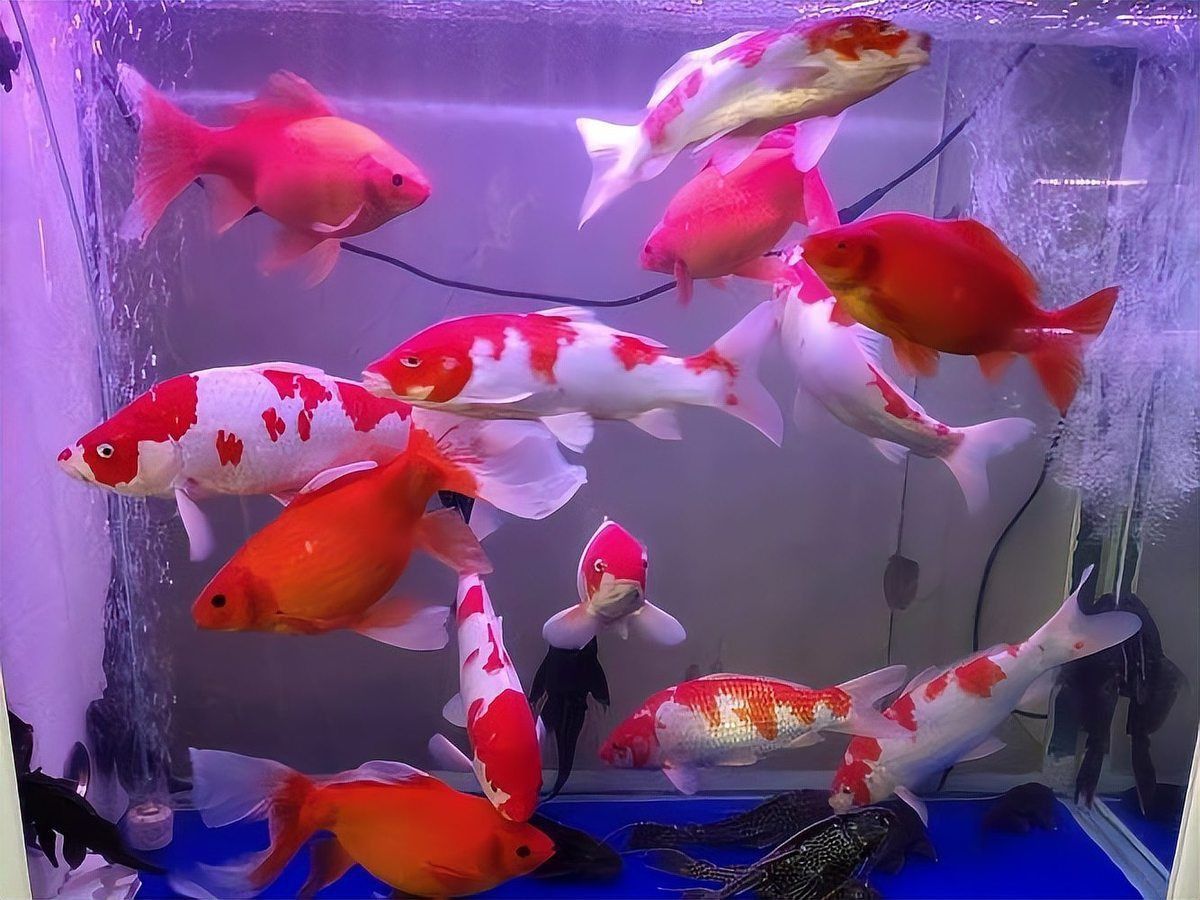 魚身有紅血絲怎么處理