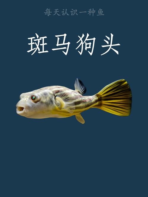 狗頭魚和金龍魚能混養(yǎng)嗎圖片欣賞