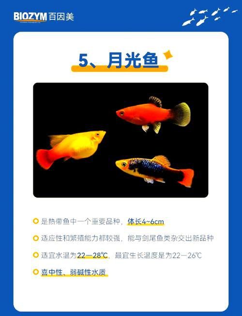 狗頭魚和金龍魚能混養(yǎng)嗎圖片欣賞