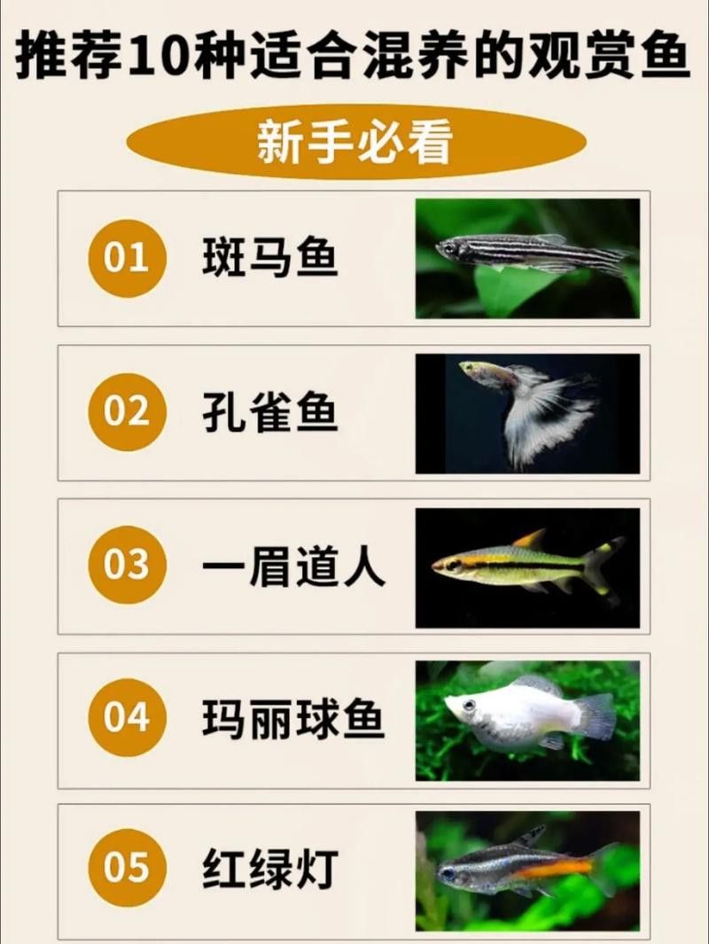 狗頭魚和金龍魚能混養(yǎng)嗎圖片欣賞