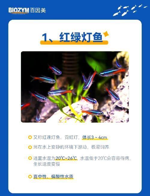 狗頭魚和金龍魚能混養(yǎng)嗎圖片欣賞