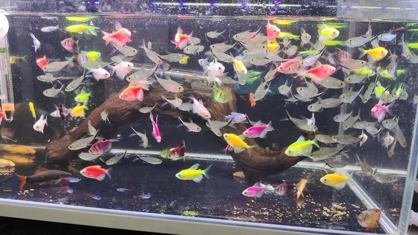 狗頭魚和金龍魚能混養(yǎng)嗎圖片欣賞