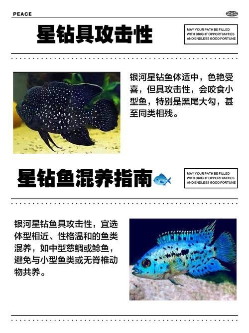 狗頭魚和金龍魚能混養(yǎng)嗎圖片欣賞