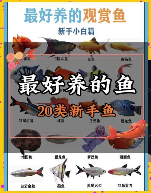 狗頭魚和金龍魚能混養(yǎng)嗎圖片欣賞