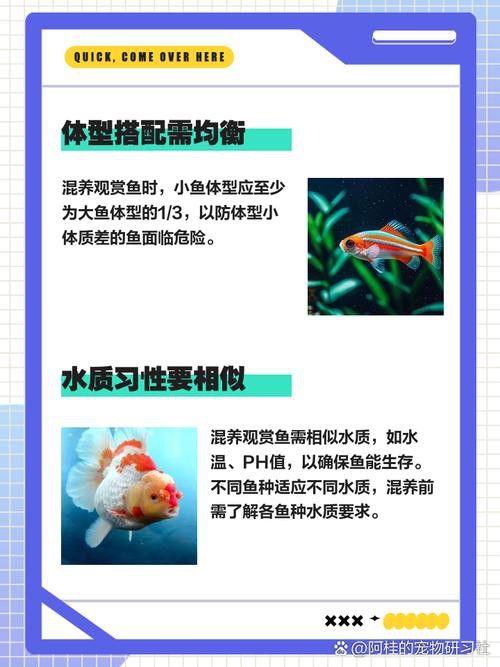 狗頭魚和金龍魚能混養(yǎng)嗎圖片欣賞