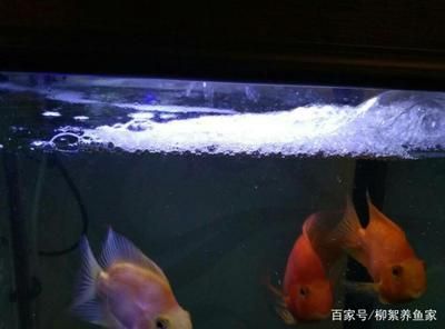 魚缸的壞處（魚缸安全防護方法介紹魚缸爆裂應急處理方法介紹）